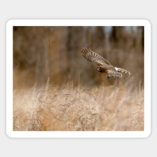 A Northern Harrier Hunting In A Field Sticker